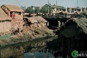 滚地龙的意思（滚地龙是指什么）