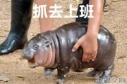 弹跳猪什么意思？