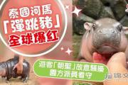 弹跳猪什么意思？