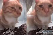 新鲜哥什么意思？