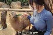 卡皮巴拉是什么意思网络用语