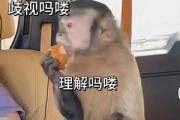 吗喽、马喽、马楼是什么意思网络用语