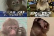 吗喽、马喽、马楼是什么意思网络用语