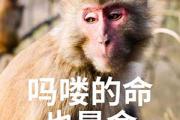 吗喽、马喽、马楼是什么意思网络用语