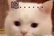 少壮不努力长大哦呐呐呐呐是什么意思？