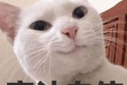 蜜汁自信是什么意思？