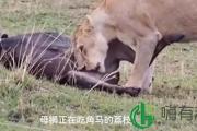 荔枝是什么梗