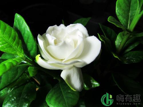 栀子花的花语