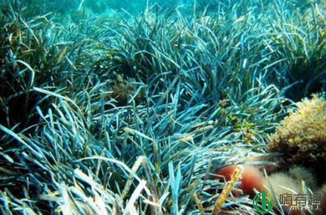 波西多尼亚海草