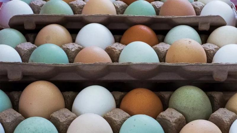 为什么会有棕色和蓝色的鸡蛋 它们的营养一样吗