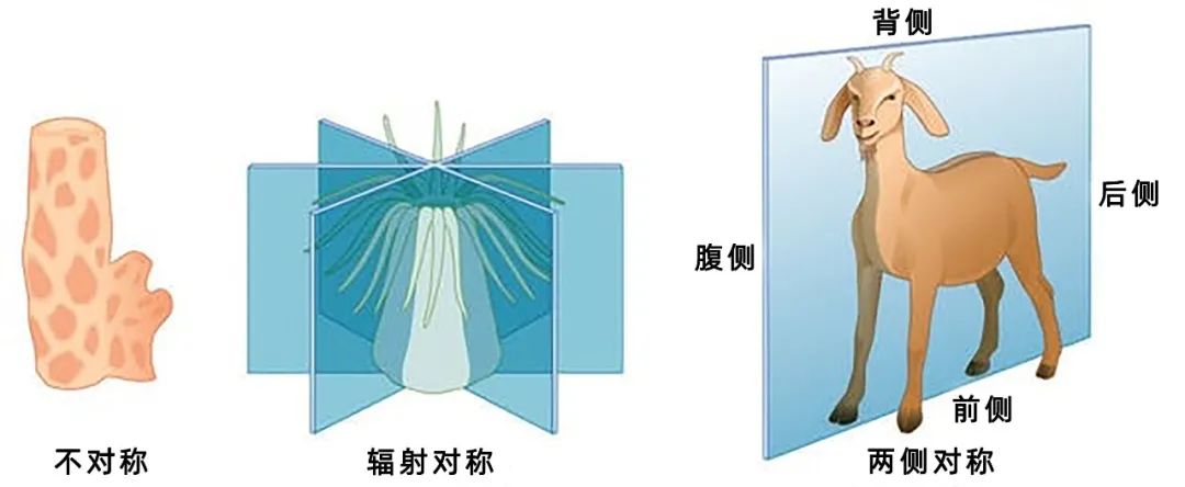 为什么人类看起来是人类的样子