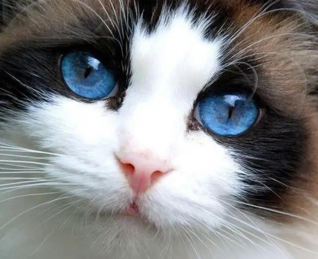 猫的眼睛为何可以一日三变