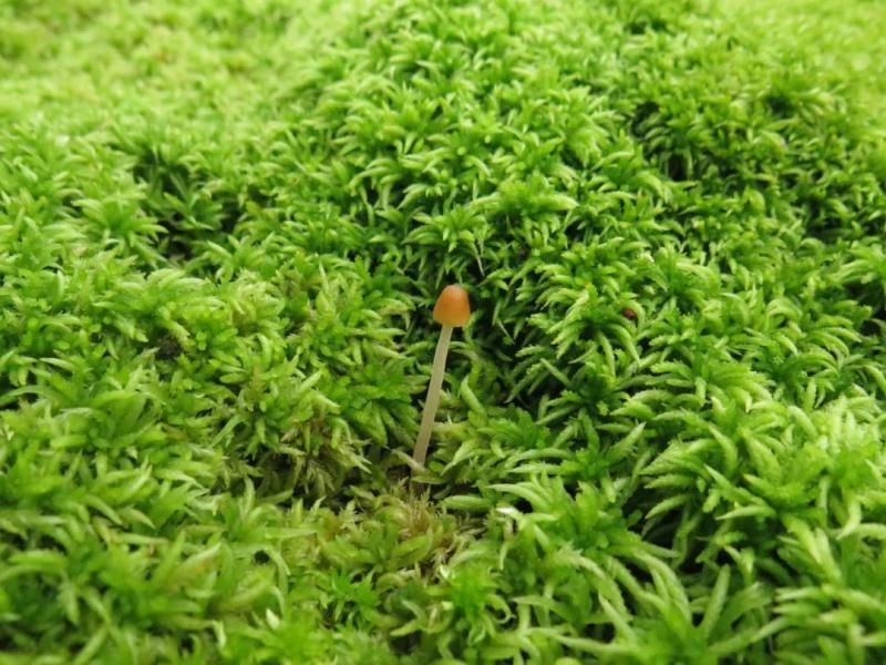 苔藓植物中的“海绵宝宝” 持水量可达2000%