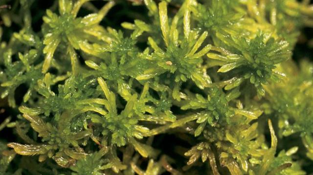 苔藓植物中的“海绵宝宝” 持水量可达2000%