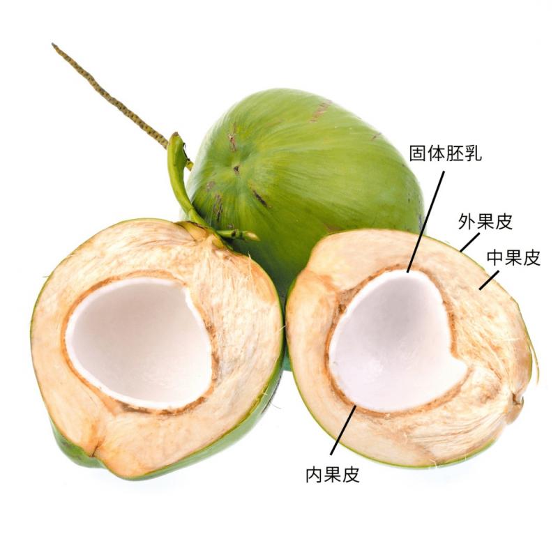 生椰拿铁的“生椰”是什么
