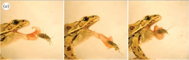 青蛙滑溜溜的舌头 是如何粘住苍蝇的