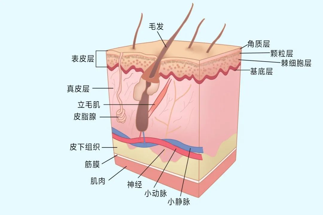 搓澡搓下的泥是什么 频繁搓澡对身体有影响吗