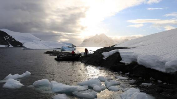 入侵物种是如何搭“顺风船”前往南极威胁当地生态的