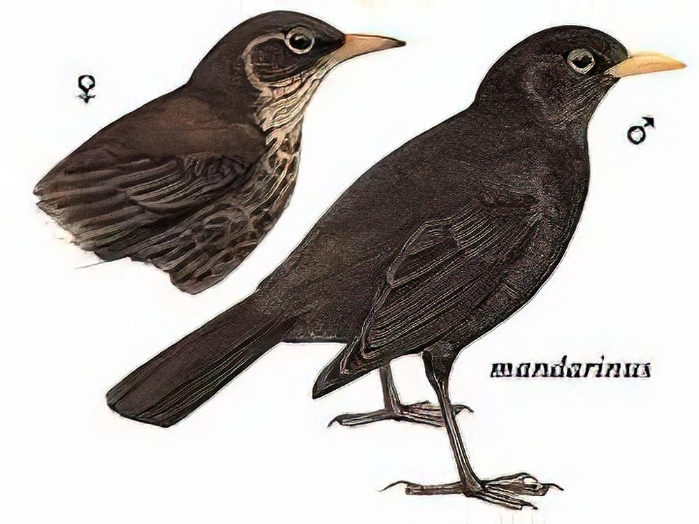 乌鸫 / Eurasian Blackbird