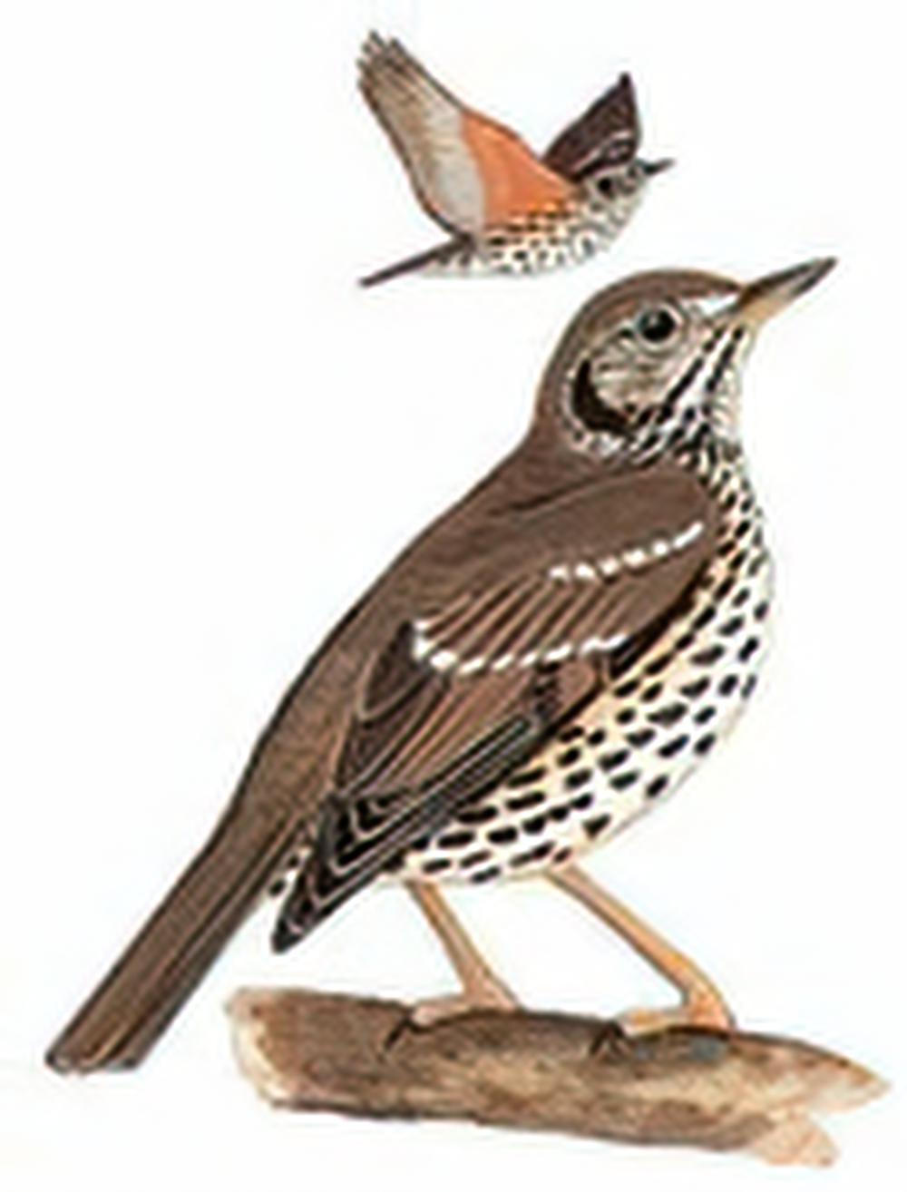 宝兴歌鸫 / Chinese Thrush