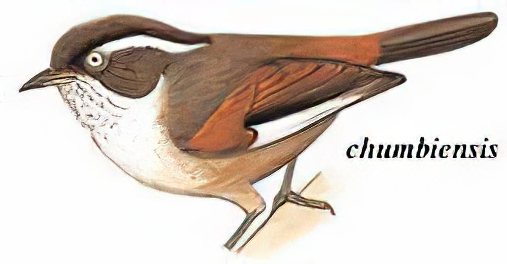 白眉雀鹛 / White-browed Fulvetta
