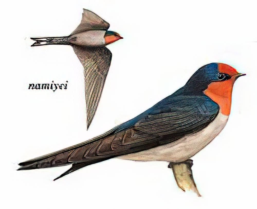 洋斑燕 / Pacific Swallow