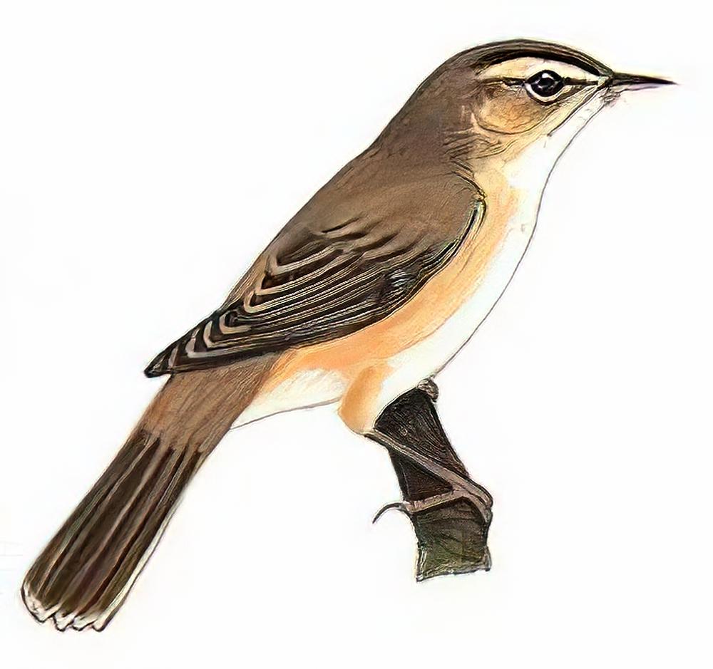 黑眉苇莺 / Black-browed Reed Warbler