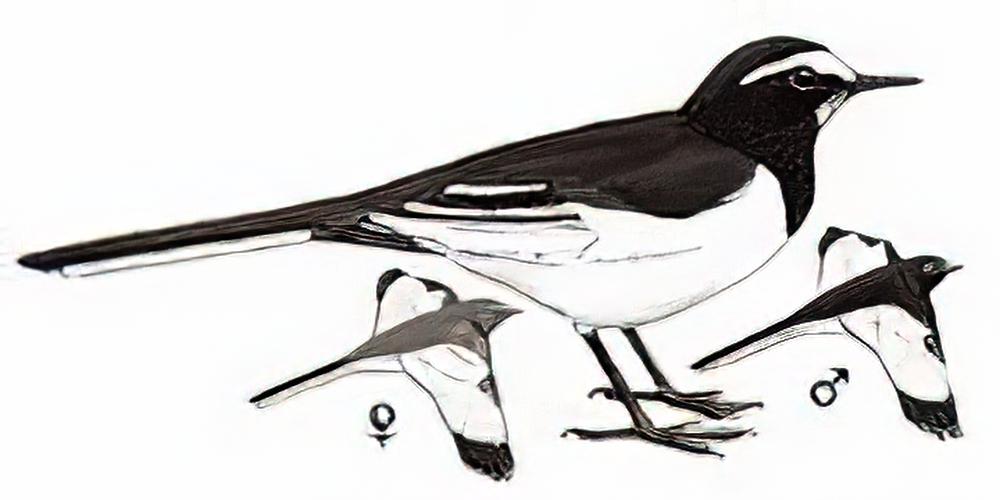 日本鹡鸰 / Japanese Wagtail