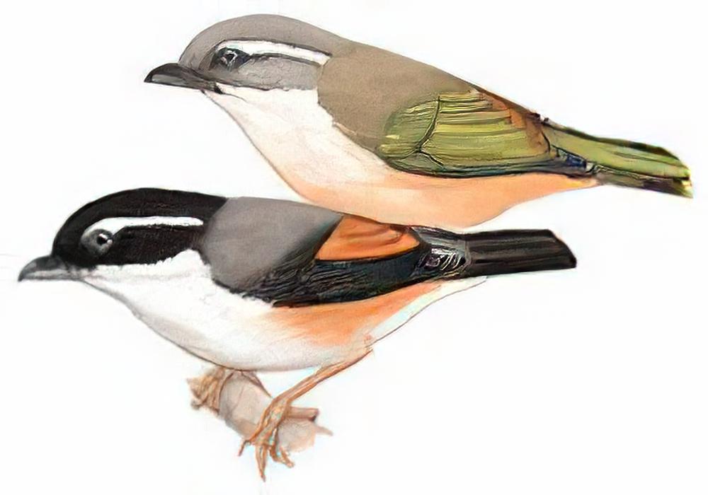 红翅鵙鹛 / White-browed Shrike-Babbl