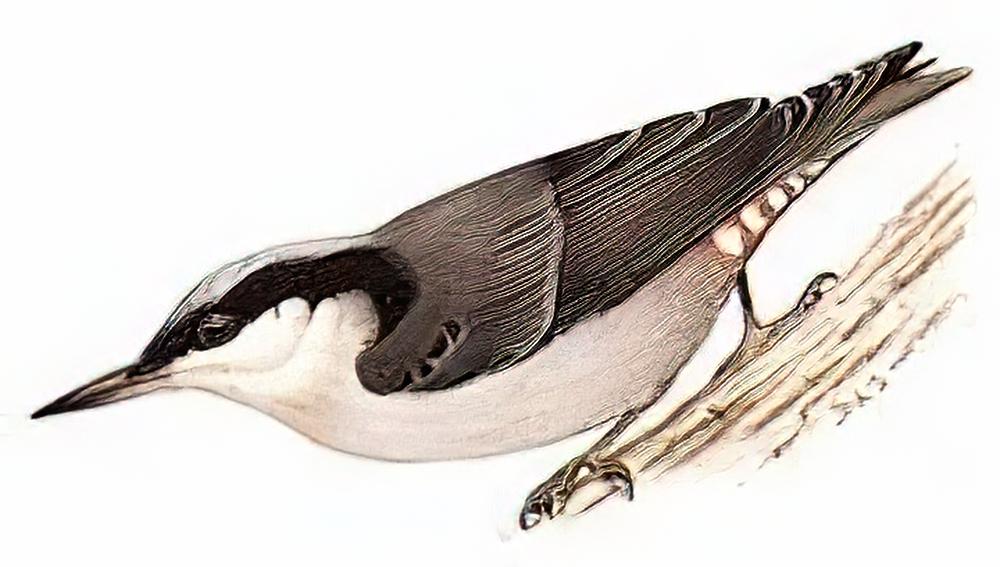 巨䴓 / Giant Nuthatch