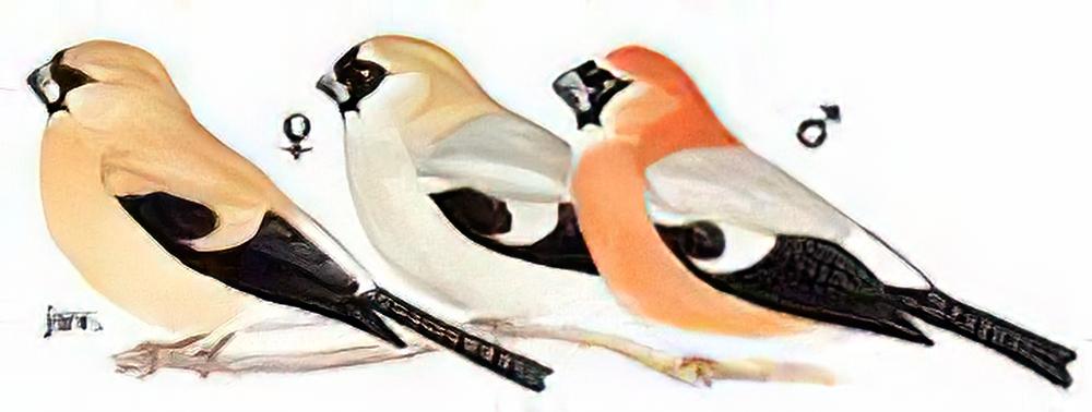 红头灰雀 / Red-headed Bullfinch