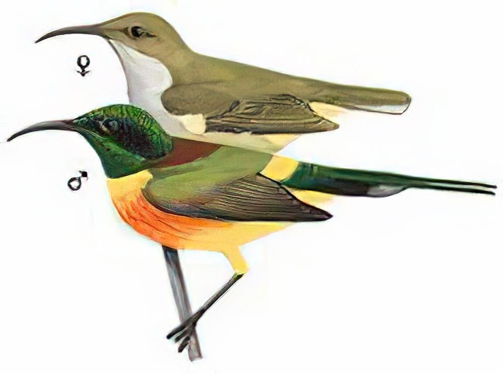 绿喉太阳鸟 / Green-thriated Sunbird