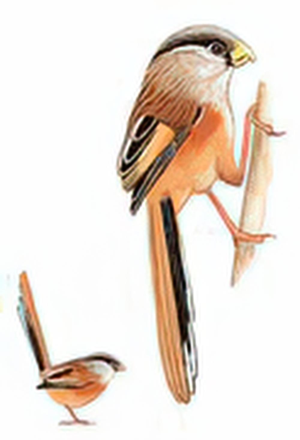 震旦鸦雀 / Reed Parrotbill