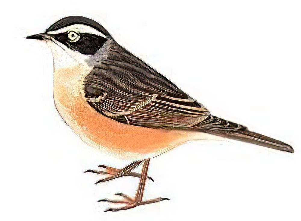 褐岩鹨 / Brown Accentor