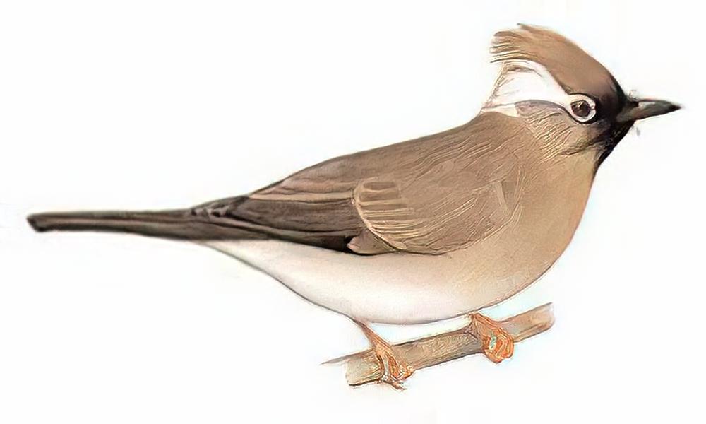 白领凤鹛 / White-collared Yuhina