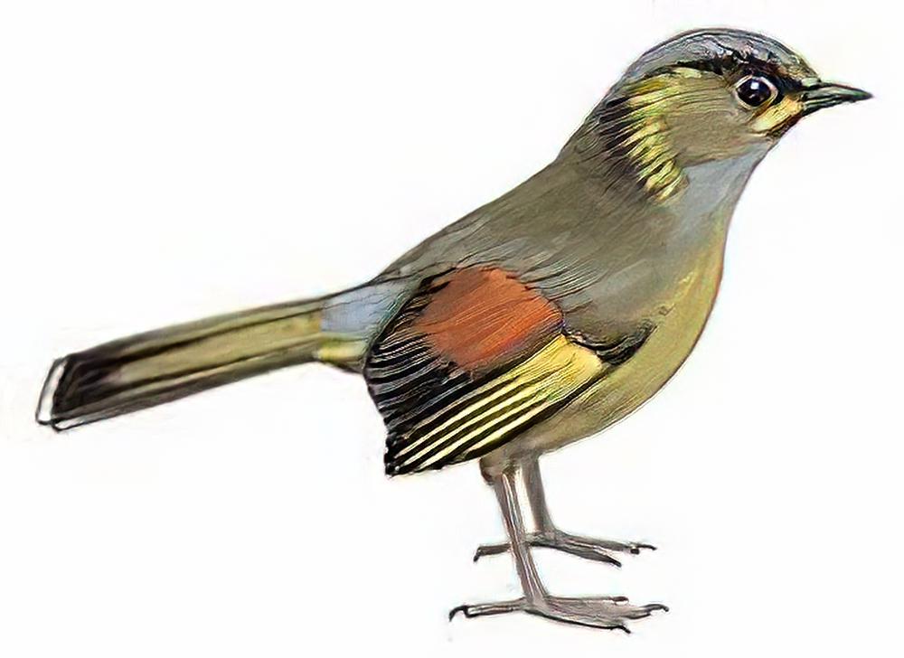黄痣薮鹛 / Steere\'s Liocichla