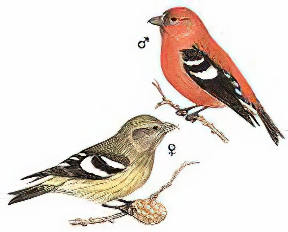 白翅交嘴雀 / White-winged Crossbill