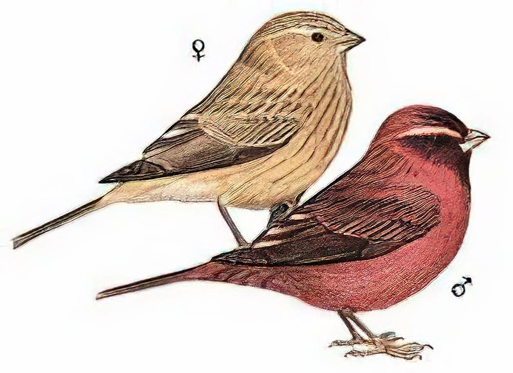 酒红朱雀 / Vinaceous Rosefinch