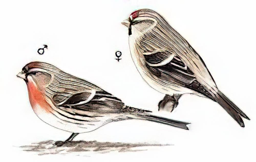 白腰朱顶雀 / Common Redpoll