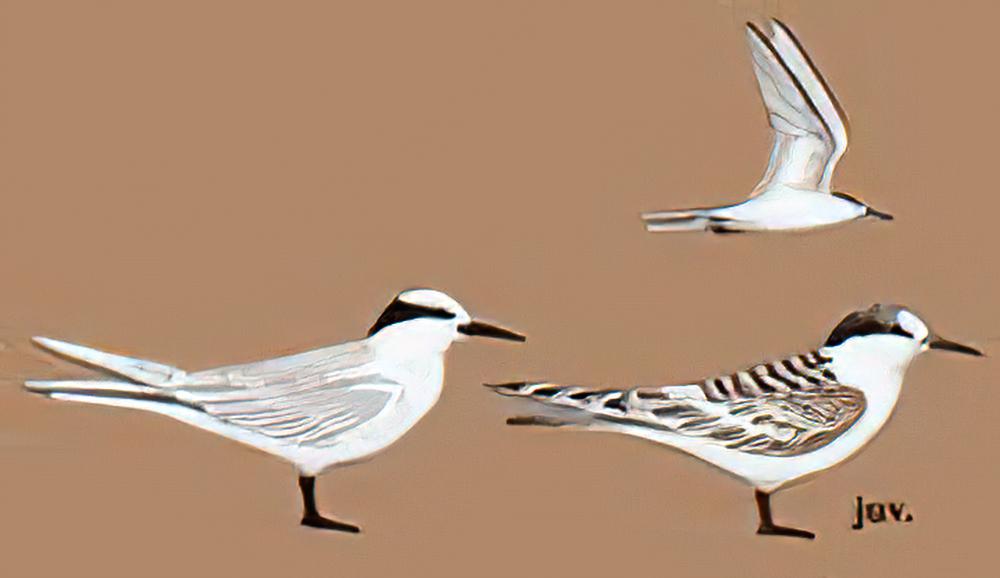 黑枕燕鸥 / Black-naped Tern