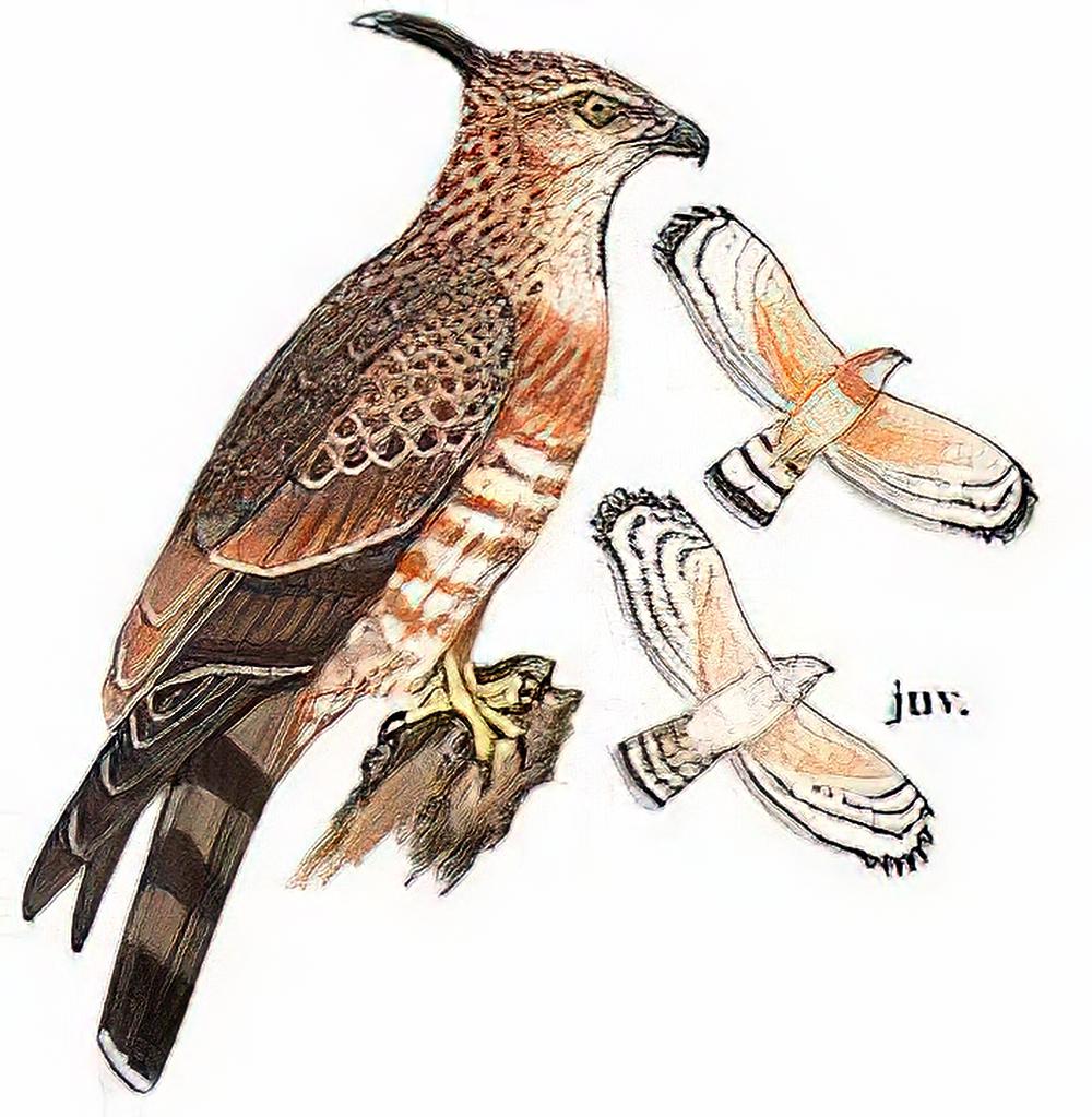 褐冠鹃隼 / Jerdon\'s Baza