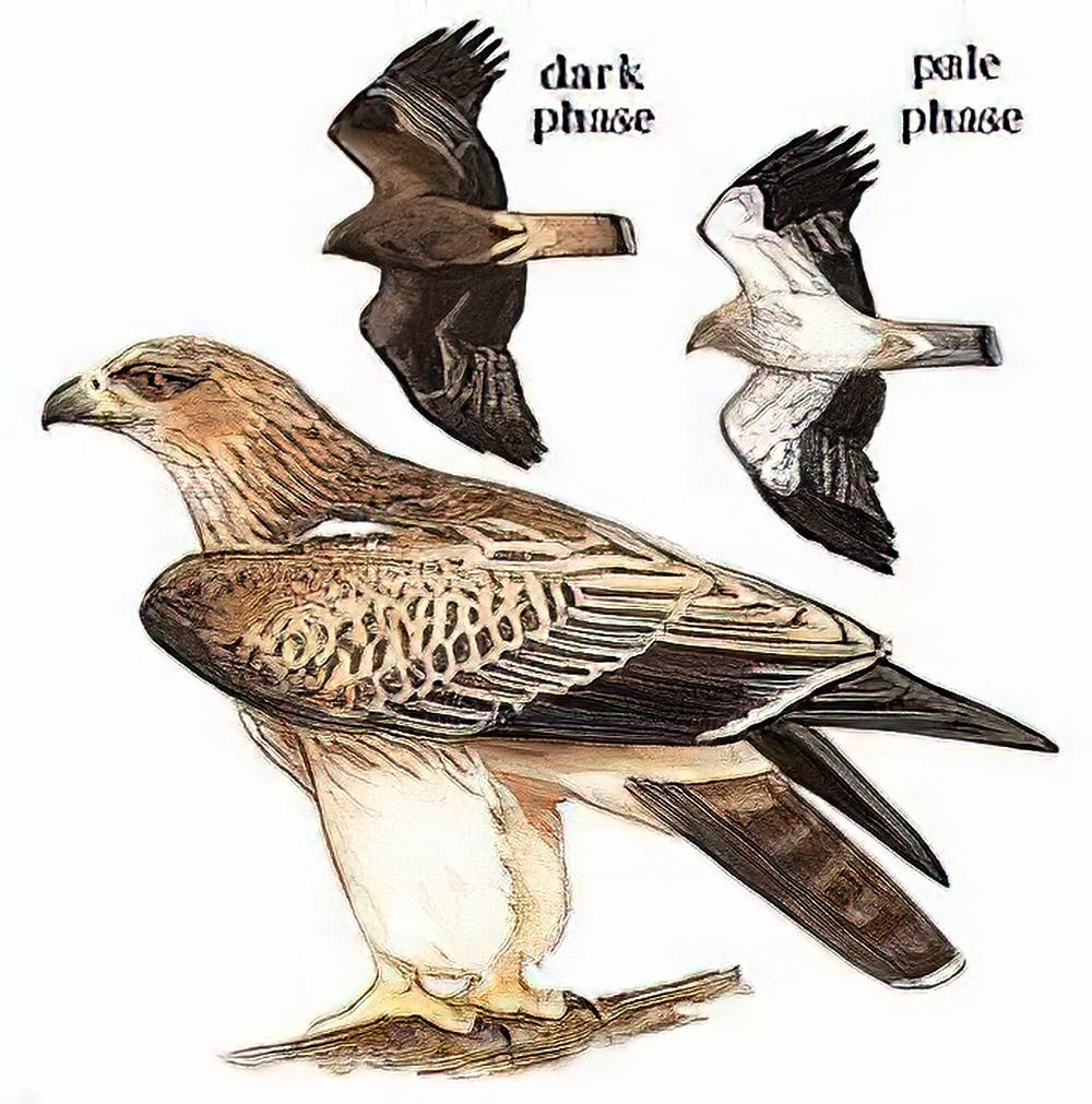 靴隼雕 / Booted Eagle