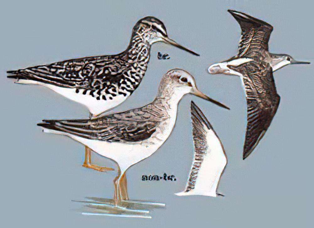 小青脚鹬 / Spotted Greenshank