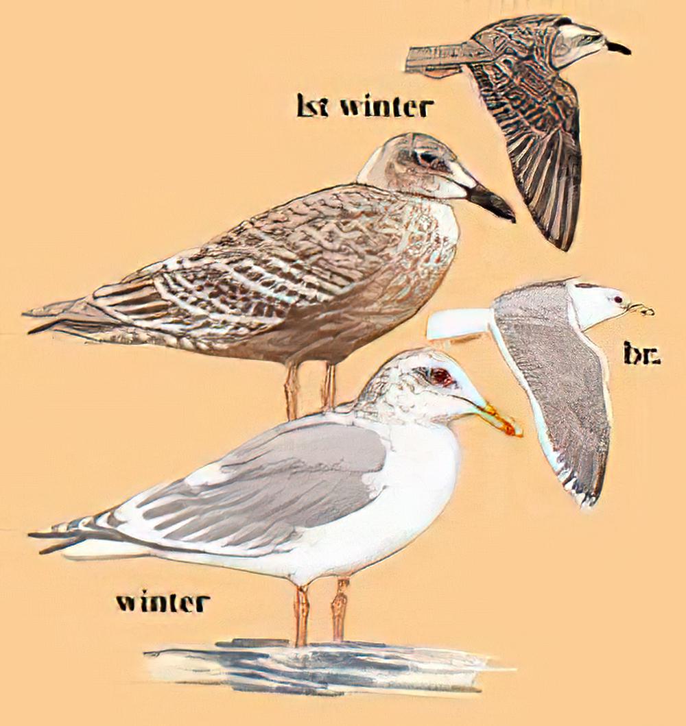 灰翅鸥 / Glaucous-winged Gull