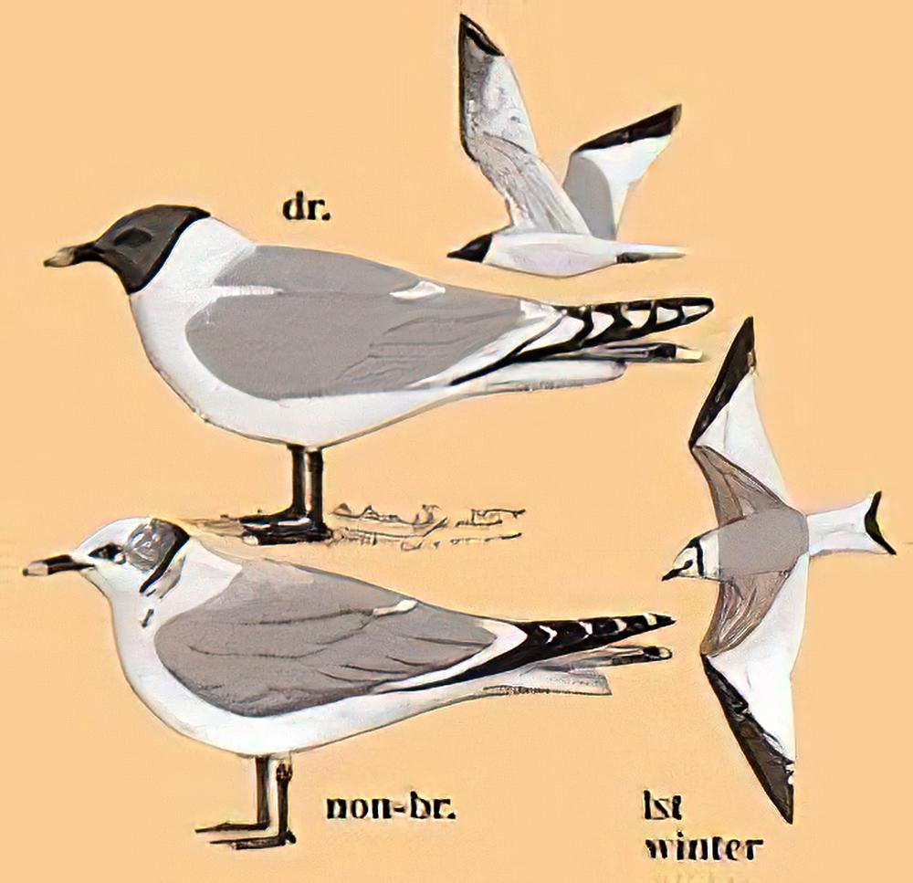 叉尾鸥 / Sabine\'s Gull