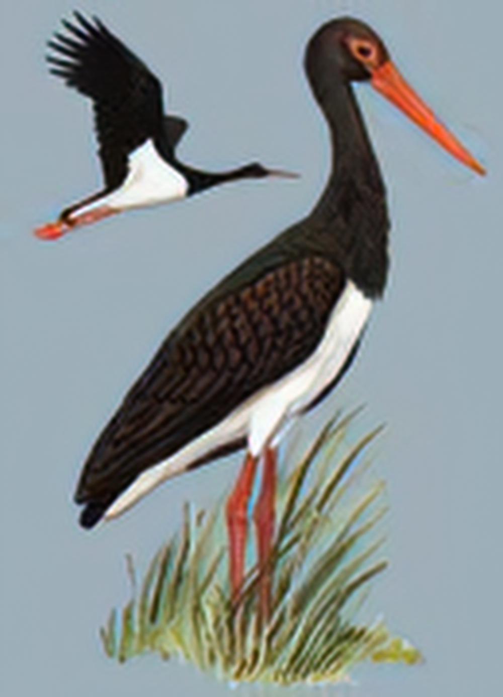 黑鹳 / Black Stork