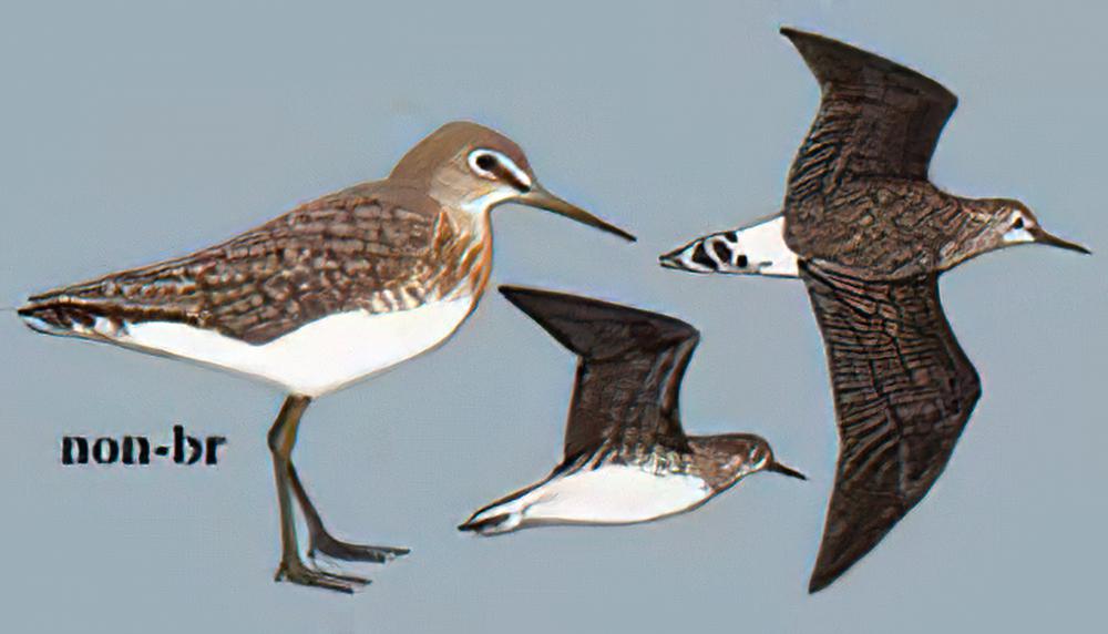 白腰草鹬 / Green Sandpiper