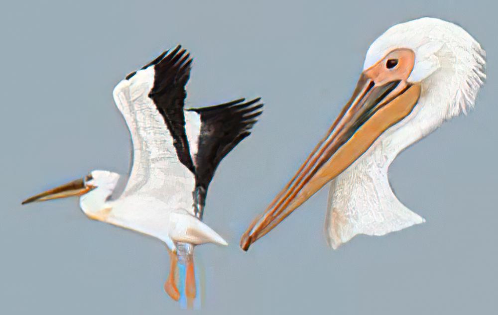 白鹈鹕 / Great White Pelican