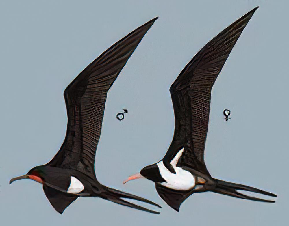 白腹军舰鸟 / Christmas Island Frigatebird