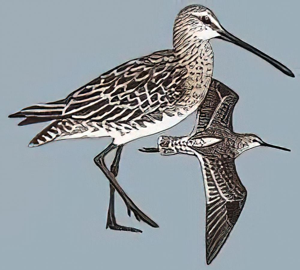 半蹼鹬 / Asian Dowitcher